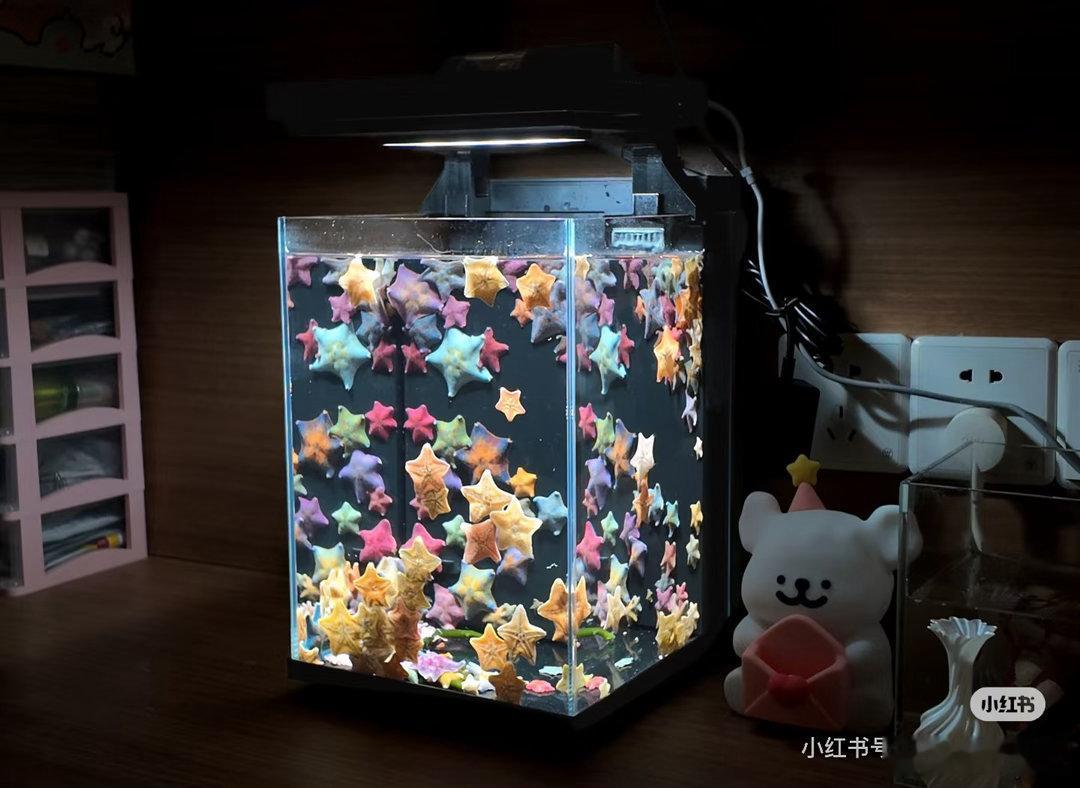 看小红书上养海星的，好震撼啊！ 