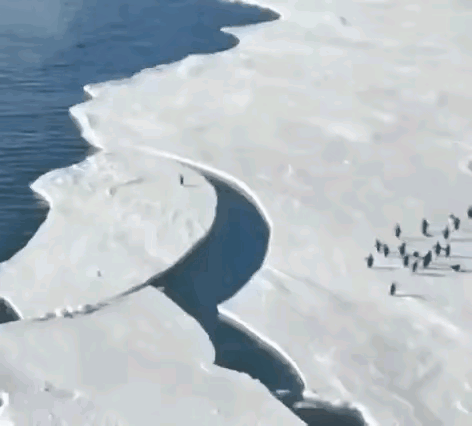 企鹅快跑，
再不跑来不及了。