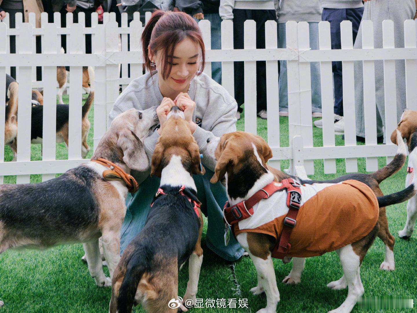 袁姗姗参加实验比格犬爱心活动袁姗姗领养了实验比格犬 近日，现身实验比格犬公益活动