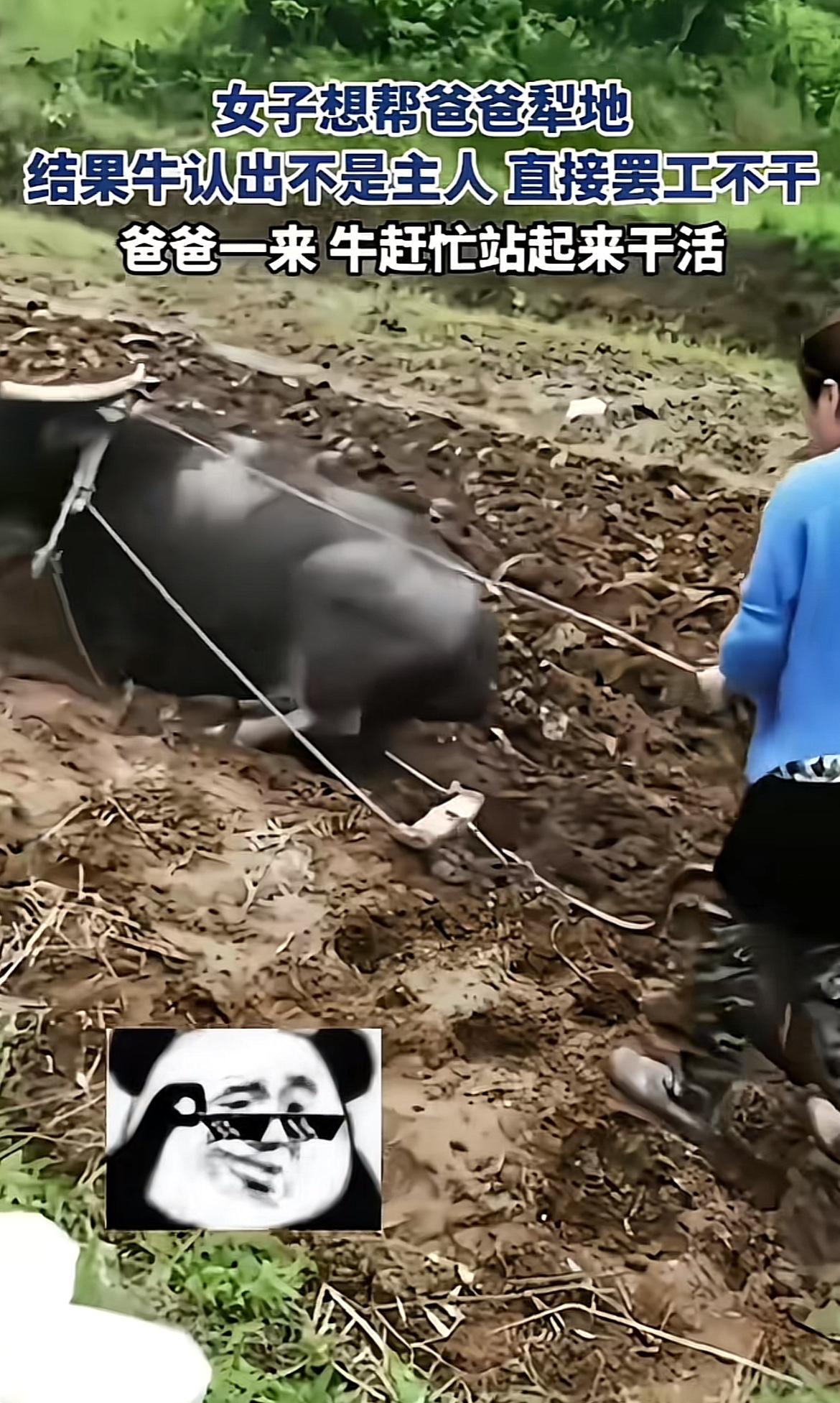 这场景太逗了！女子帮爸爸犁地，牛却像个调皮蛋，死活不听话，估计女子心里又急又无奈