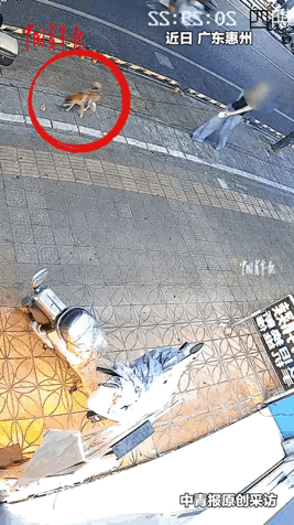 广东惠州，一女子牵着小狗遛弯。一只蓝猫乖乖趴在电动车旁边休息，小狗路过见状，主动