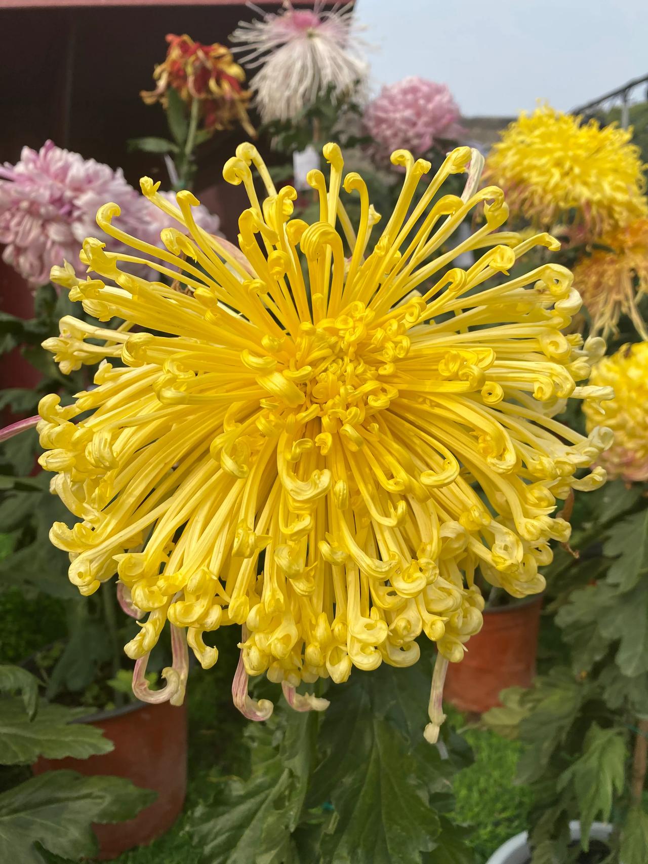 
开封的菊花 10月27日