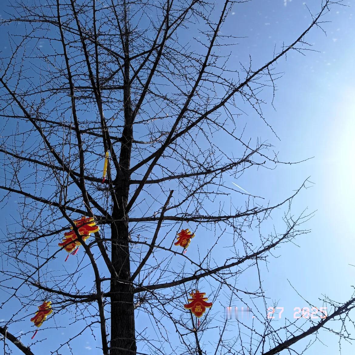 年就这样悄无声息地道了，回头福气满满😀满枝头都是福袋子，等待我们去发现，去收获
