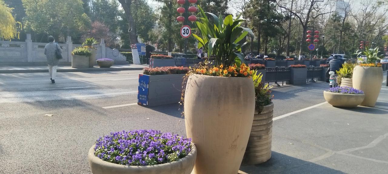 南京市政府大门口马路边的花朵。