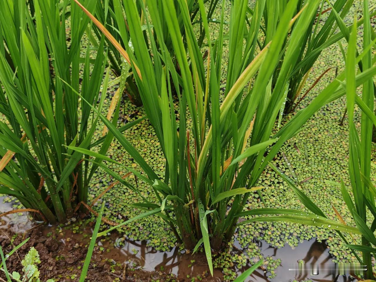 四川东部稻区要注意螟虫的防治了！

   这两天在川东看了一些稻田，发现部分田块