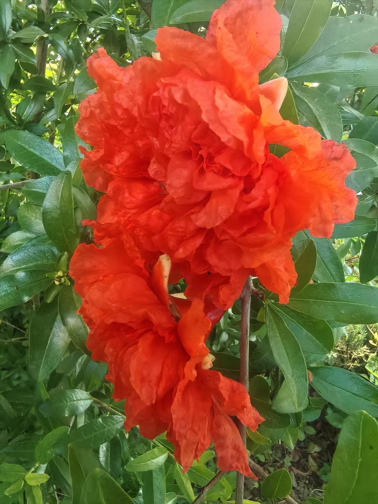 石榴花也有多种