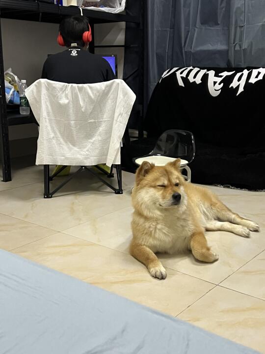 下雨天 惬意的小狗🐶