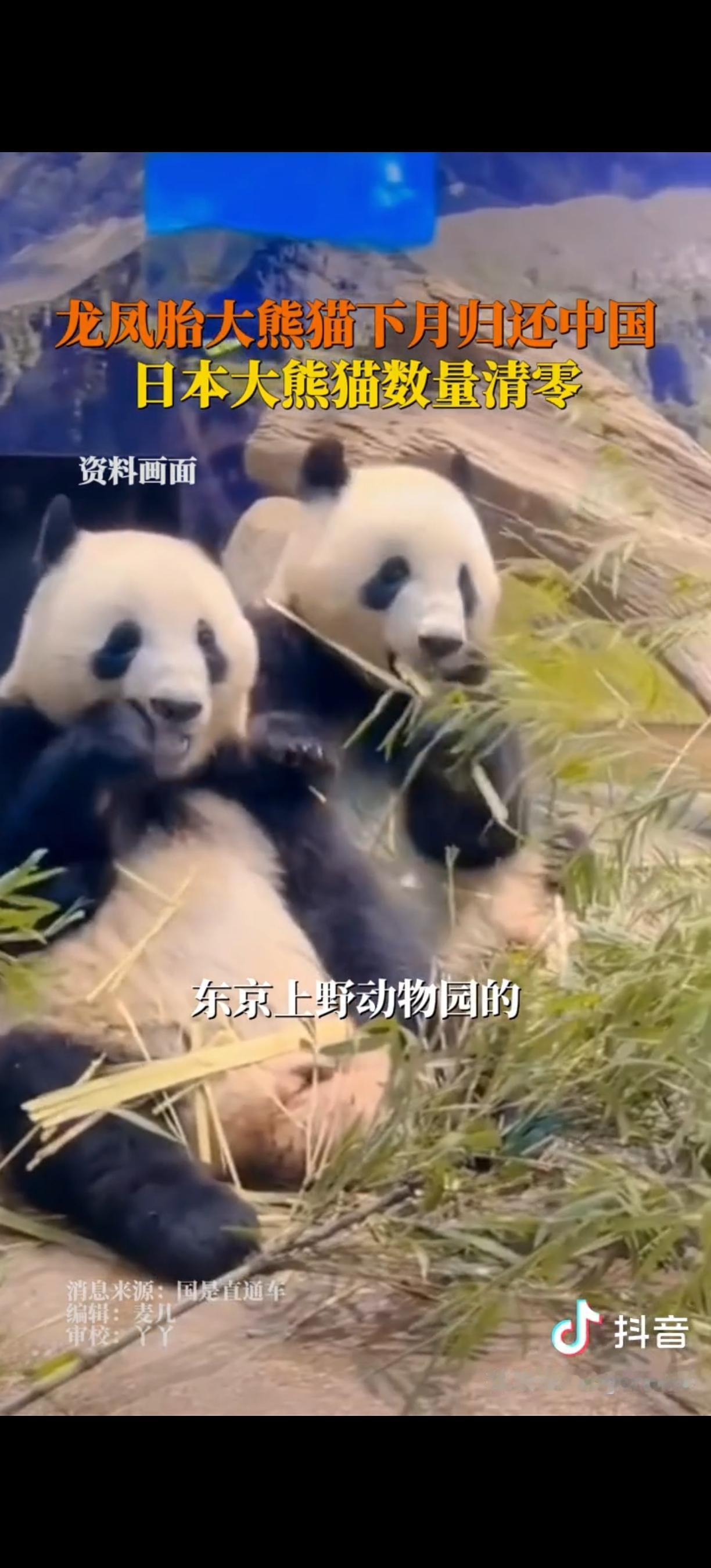 快讯快讯
日本突然宣布了
12月15日，日本东京都政府官宣，上野动物园的大熊猫“