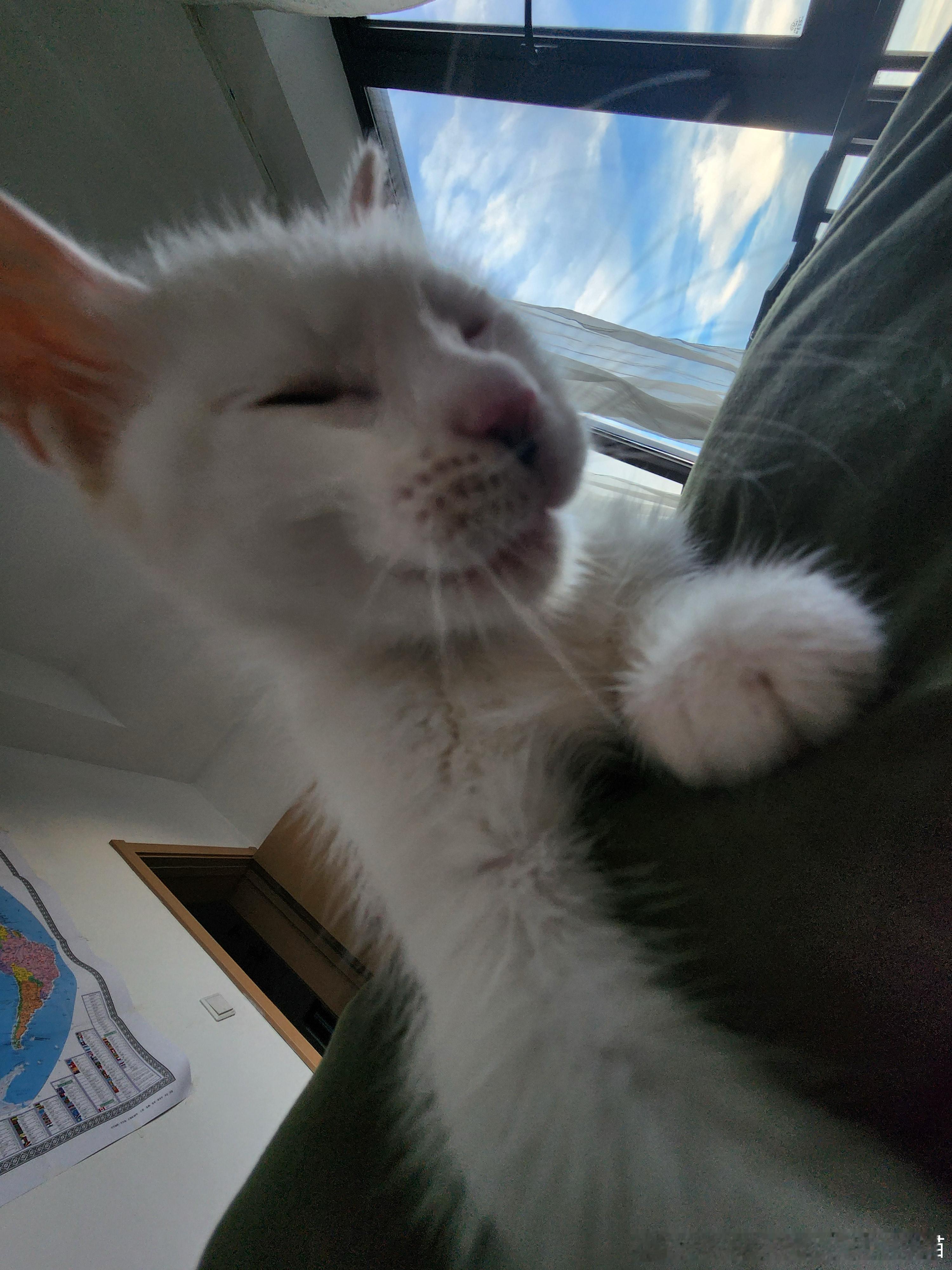 49783【丑猫】哎哟好苦啊 