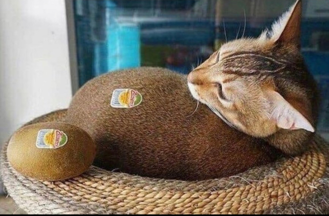 猕猴猫 ​​​