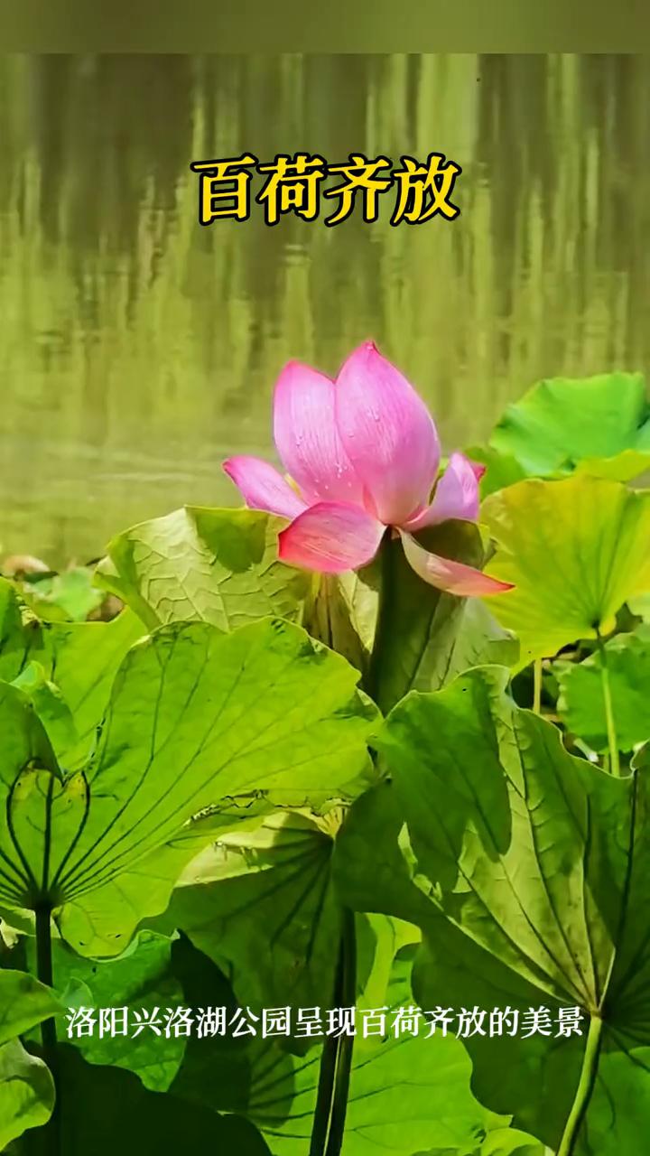 百荷齐放。
洛阳兴洛湖公园呈现百荷齐放的美景。