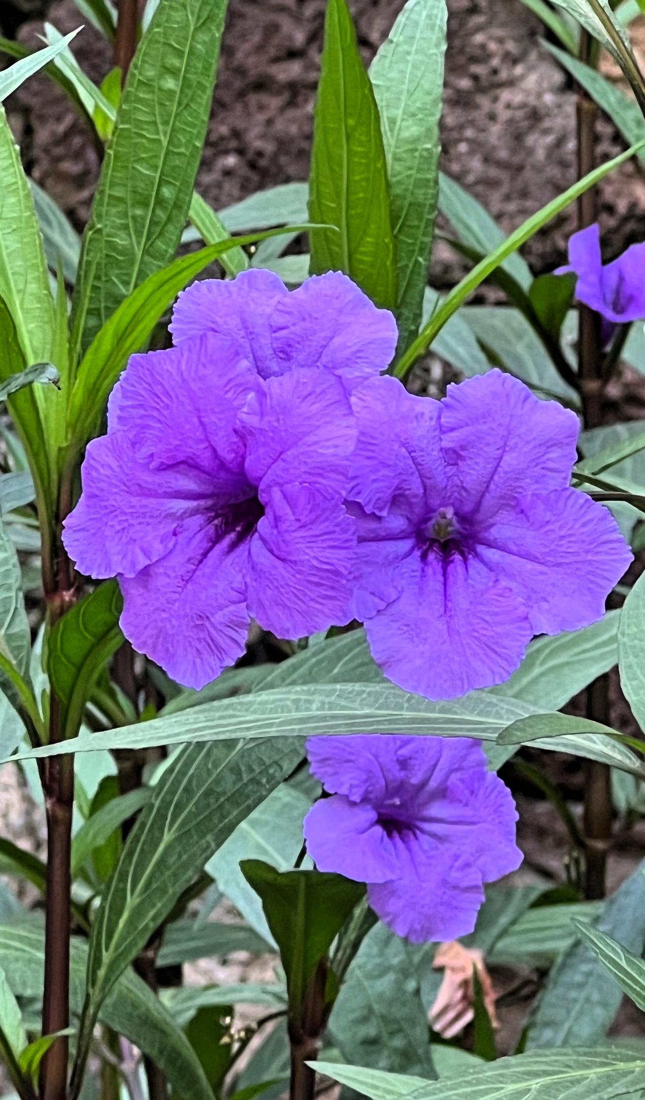 【原创】三亚街心公园惊艳的紫色花朵，靓丽迷人，绽放出自然的美丽！🌸💜