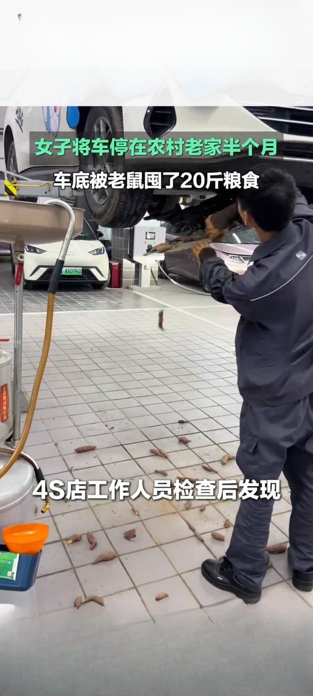 女子停车老家半月 车底竟被老鼠囤20斤粮食
 
近日，广西贵港梅女士遭遇了一件哭
