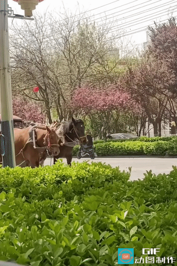 科目一我背的滚瓜烂熟！

吁是刹车，架是前进，窝窝是左转，依依是右转，绍绍是啥指