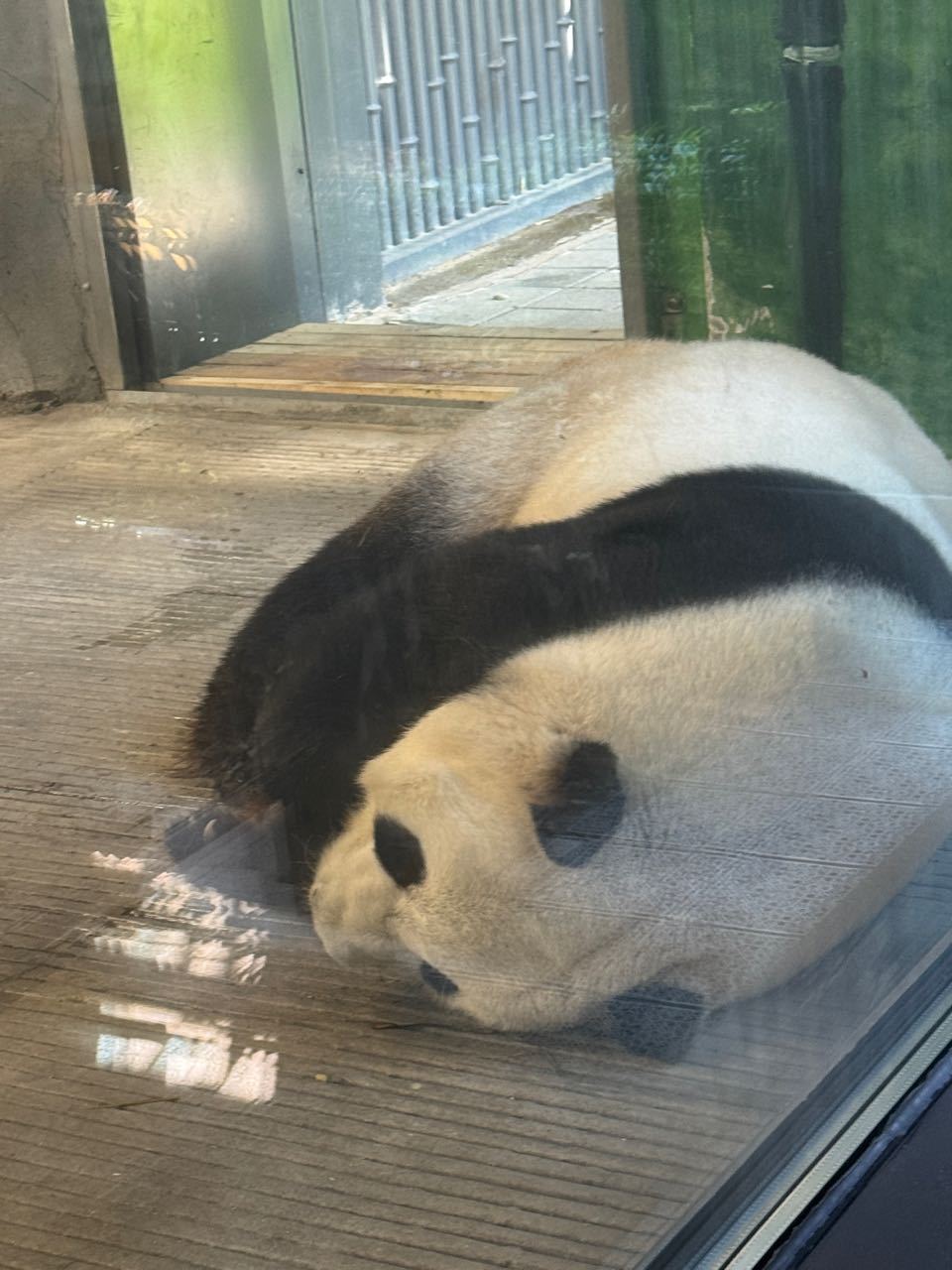 萌兰  26.8.14 吃完第一顿加餐在玻璃前睡觉的么么。被吵醒，就开始了走圈、