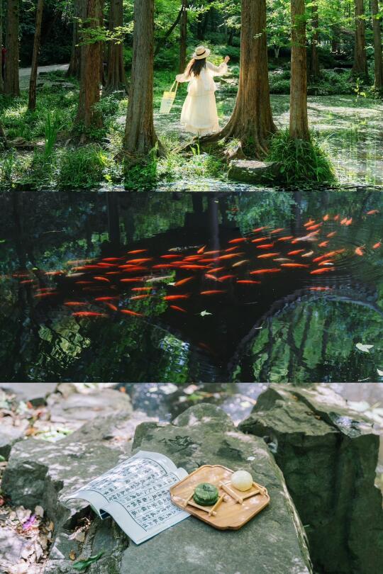 “杭州不愧是一个喜木的城市🌿…”