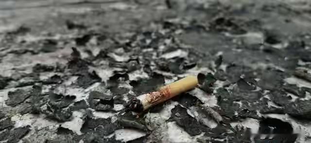 江苏男子随手扔烟头，竟看到触目惊心一幕：这一次，他彻底戒掉了烟！
都说吸烟有害健