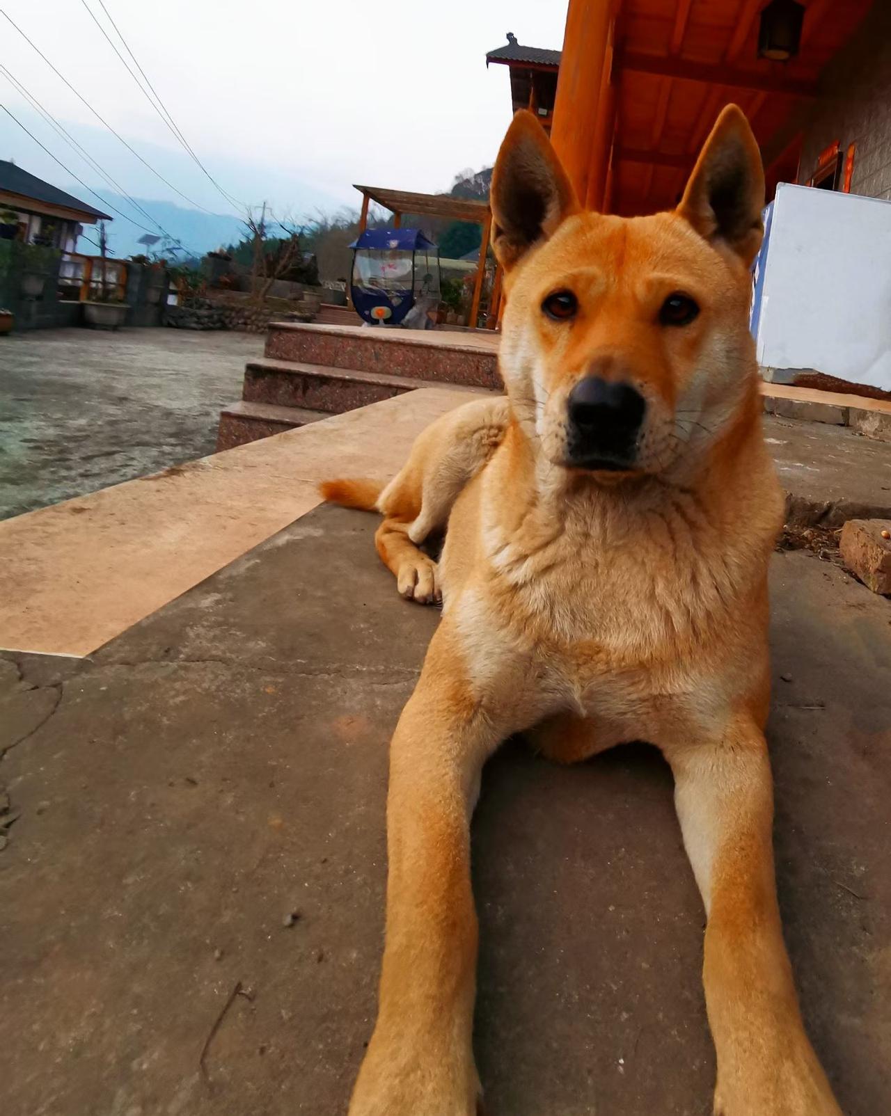 天南地北大拜年中华田园犬不会吃主人筷子上的食物！