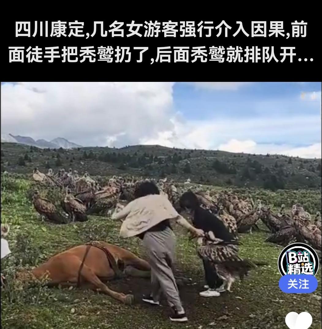 四川甘孜草原上掐着秃鹫脖子摔出去的那五位女士，你们是爱心乱用，还是想虐待秃鹫，还