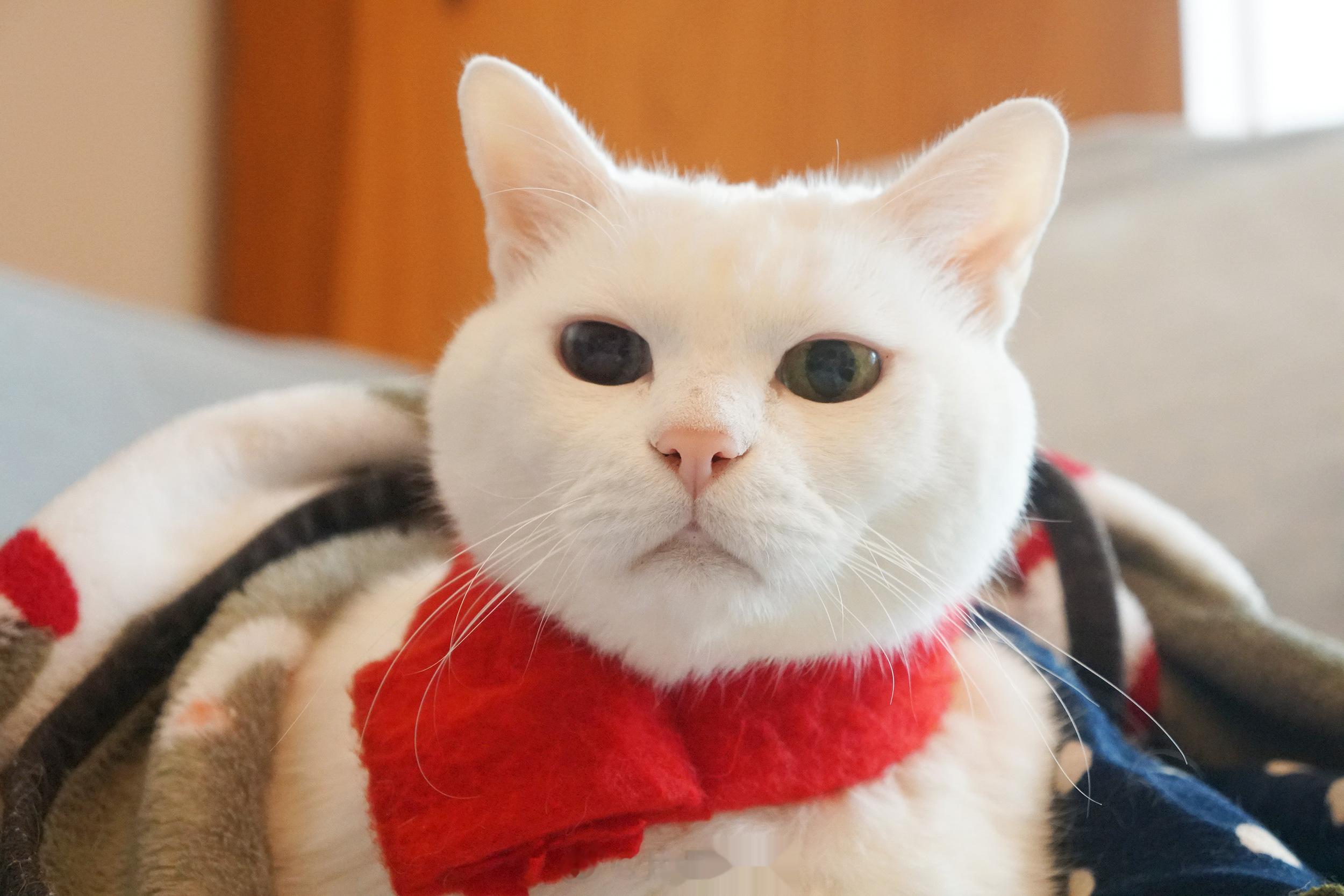 每年都拿出來圍一下的奶茶小紅圍巾🧣 ​​​