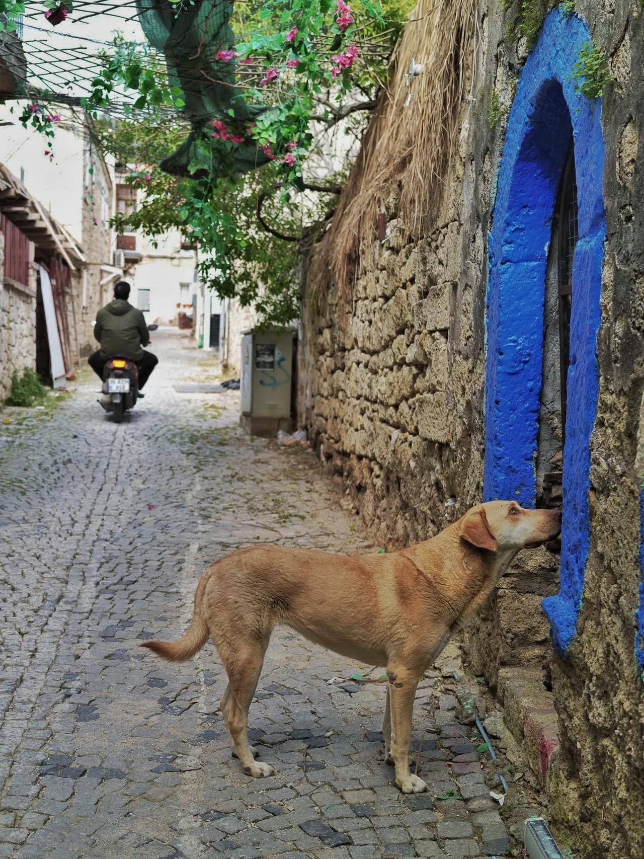 阿拉恰特，土耳其地中海边一个浪漫小镇。这里的房子大多是石头垒成，门和窗户都油漆成