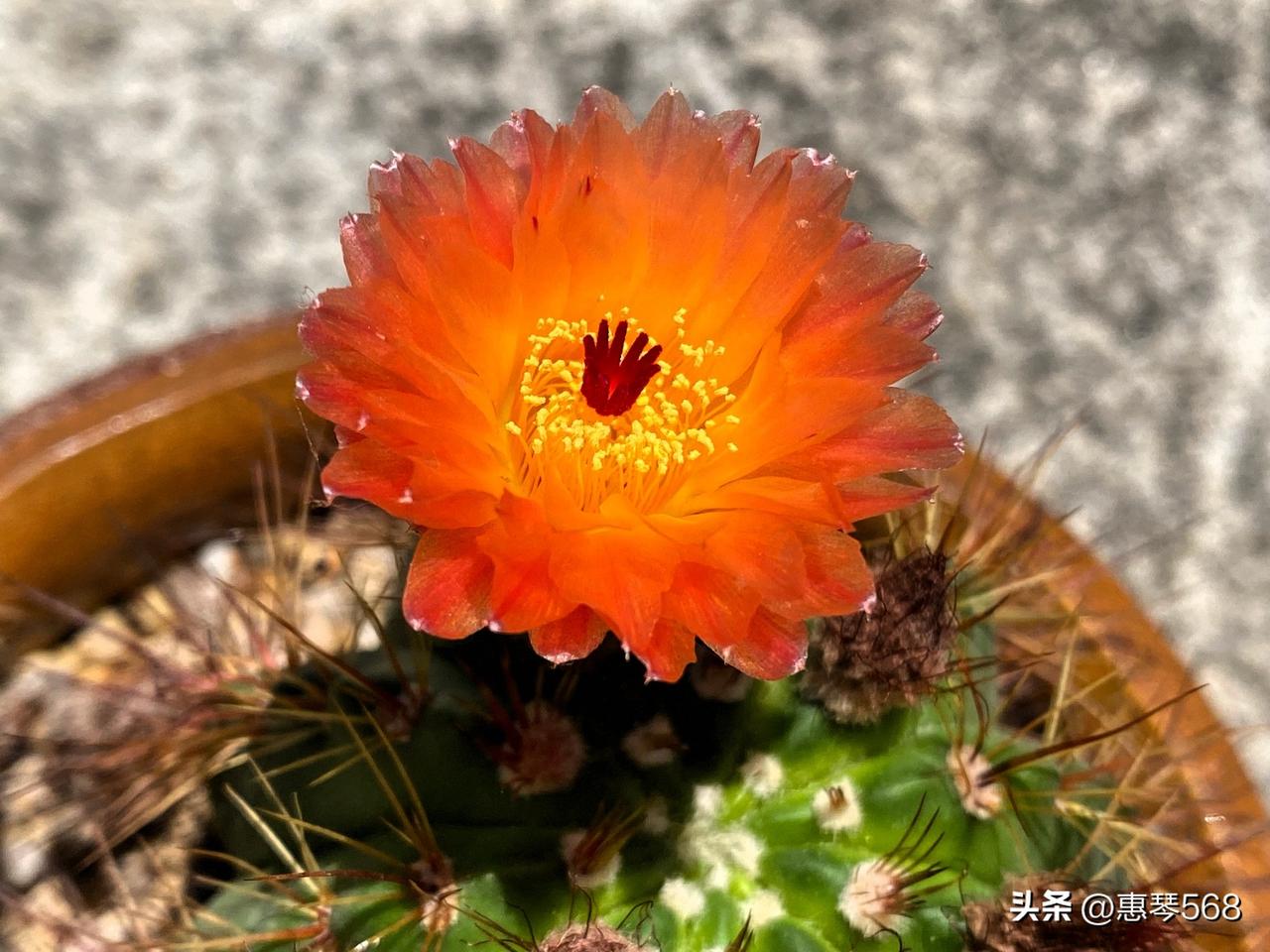 图1橙花青黄丸开花，热情奔放的花色，花朵大而圆润。
图2星兜仙人球开花，红黄花色