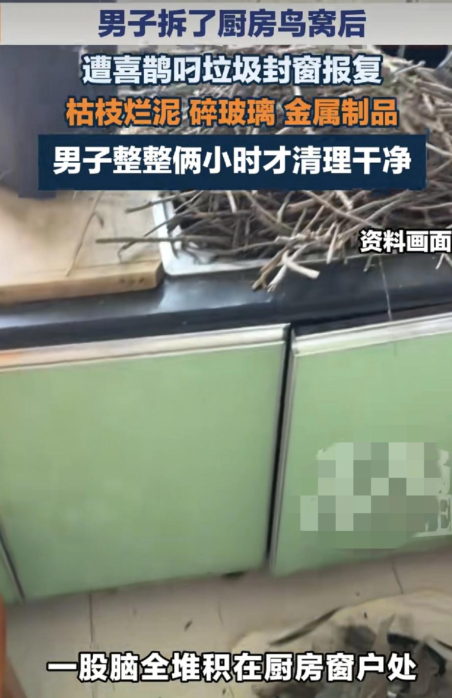 山东一男子发现自己的厨房被一只喜鹊搭了个小窝，感觉到生活不方便，于是把这个鸟窝给