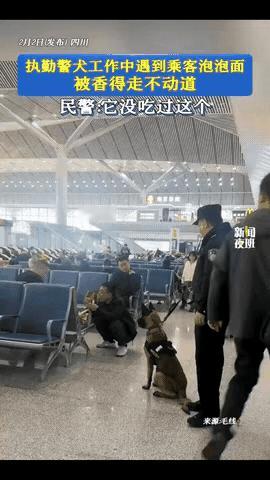 四川一执勤警犬在工作的时候突然不动了，民警怎么拉都不动，原来是被乘客的泡面香味吸