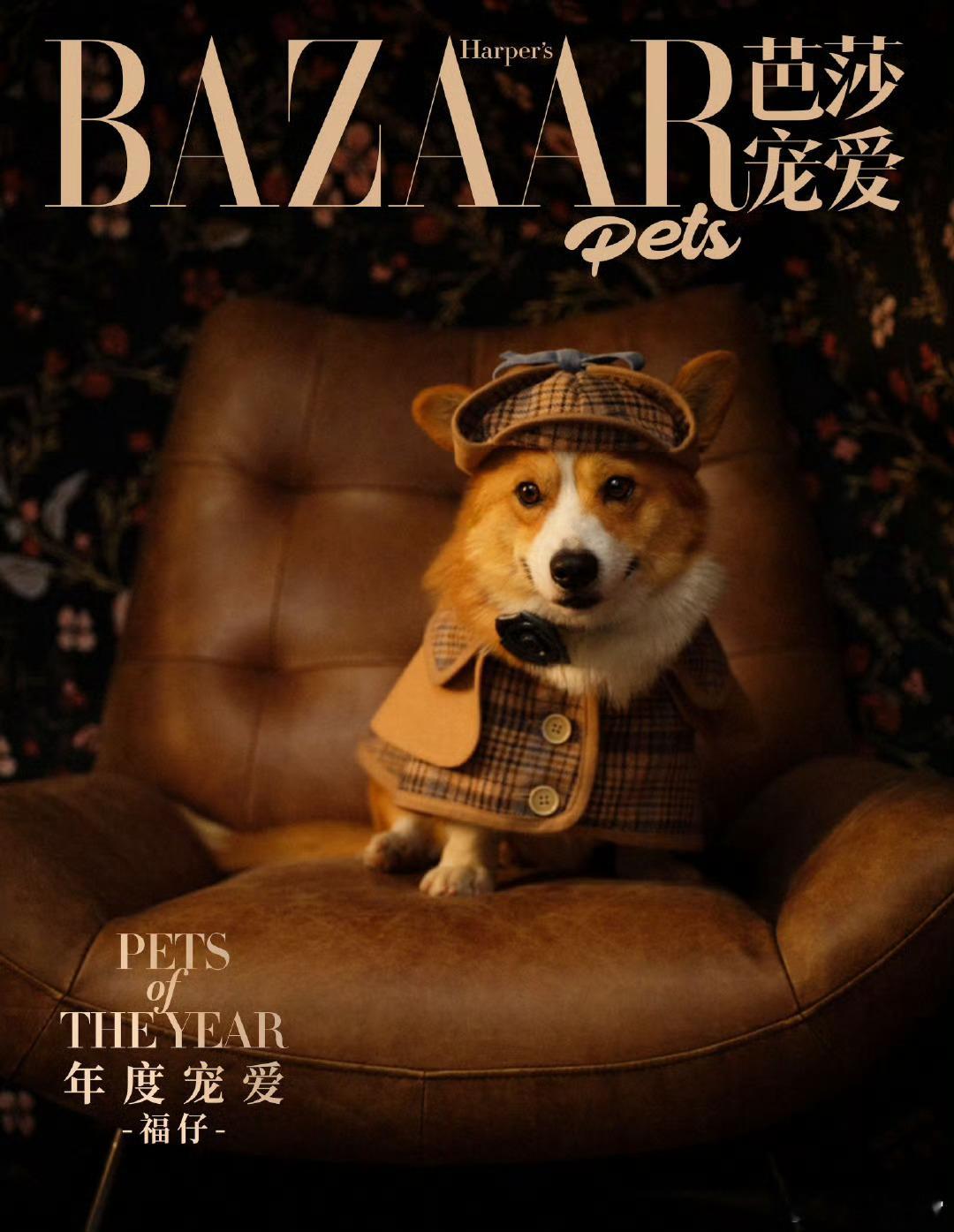 柯基警犬福仔芭莎大片 