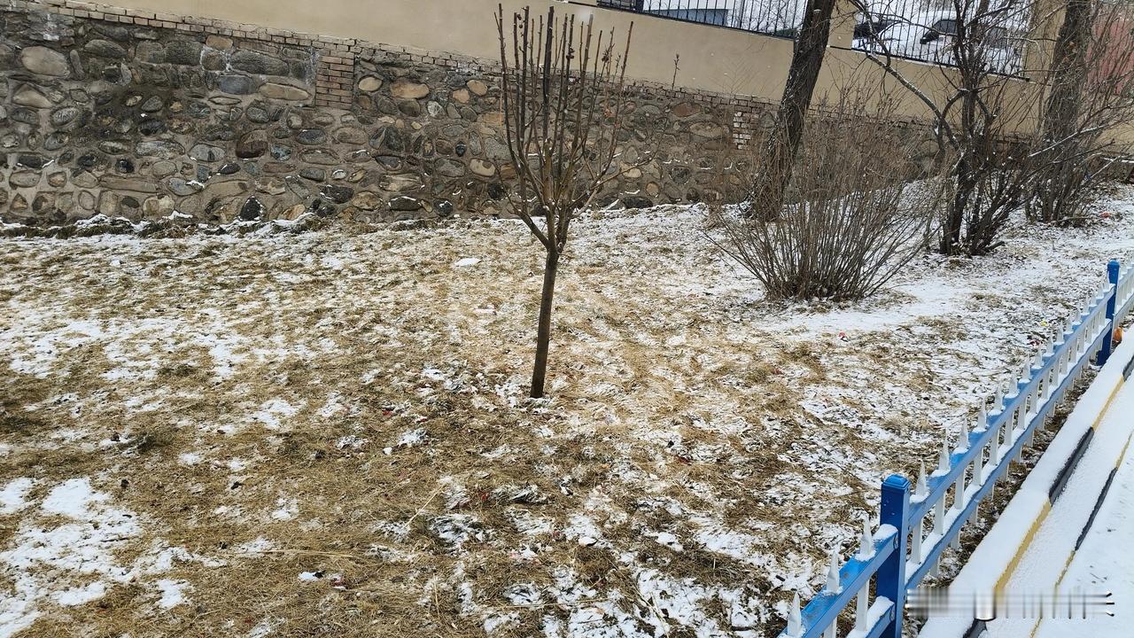 你们那里下雪了吗？今天西宁下雪了，这算不算春雪贵如油呢[大笑][大笑][大笑]