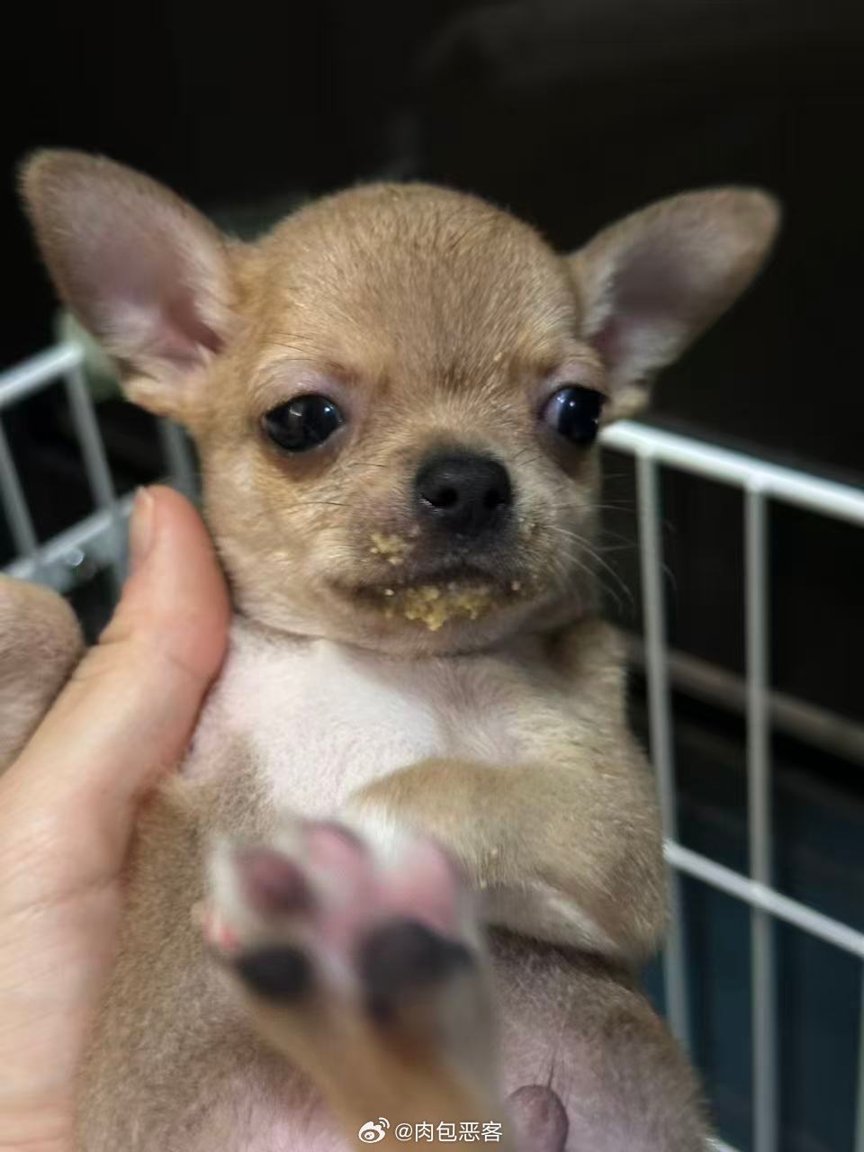 为啥蛋蛋越长越像土狗了 