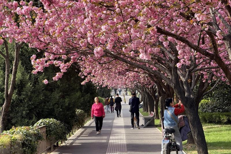 给大家分享我之前拍的一张樱花照片。那天阳光正好，我漫步在公园。远远就看到一片粉色
