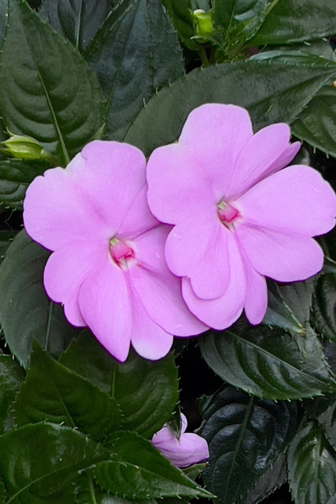 春日赏花：粉嫩小花朵在绿叶中绽放，绿春意盎然，生机勃勃！🌸🌿