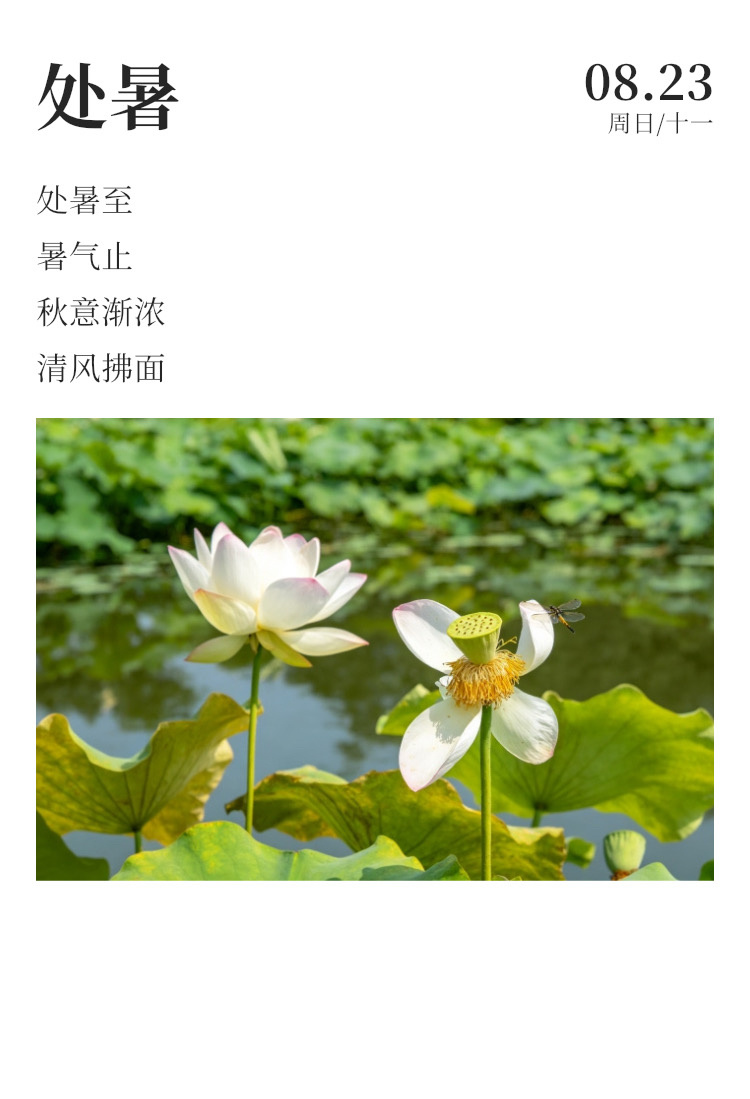 早安 ⛅每天早起打卡  离离暑云散，袅袅凉风起。今日处暑，早晚温差变大，注意及时