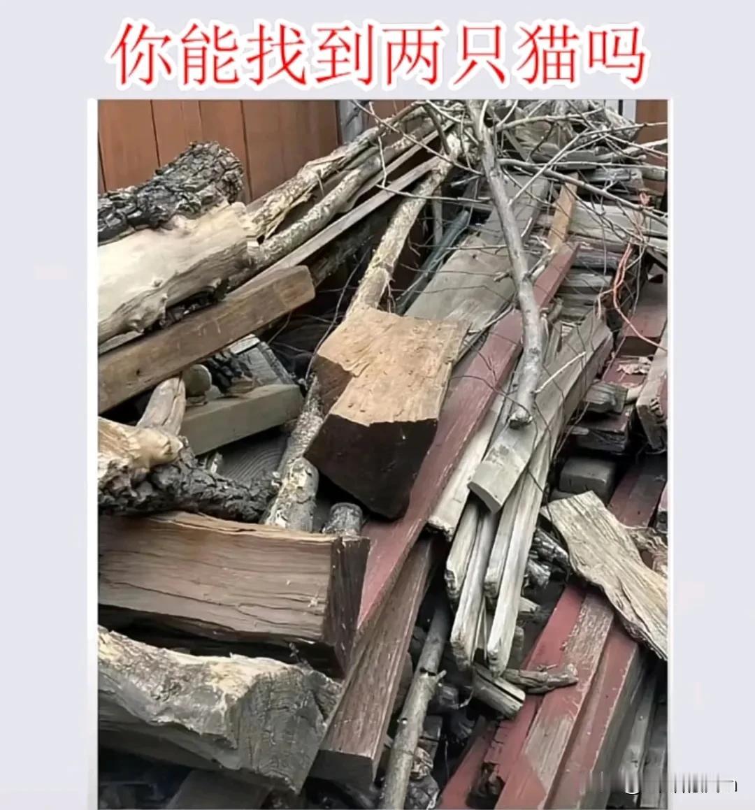 木头中隐藏着两只猫，能找到一只算正常，找到两只眼睛👀还年轻！
#图中有几猫# 
