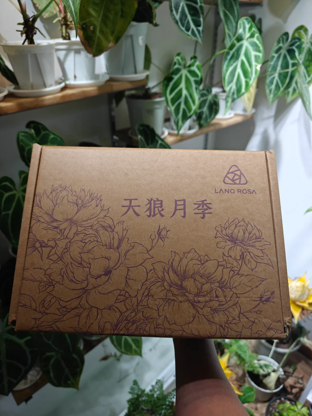 天狼月季16周年庆 大礼包
