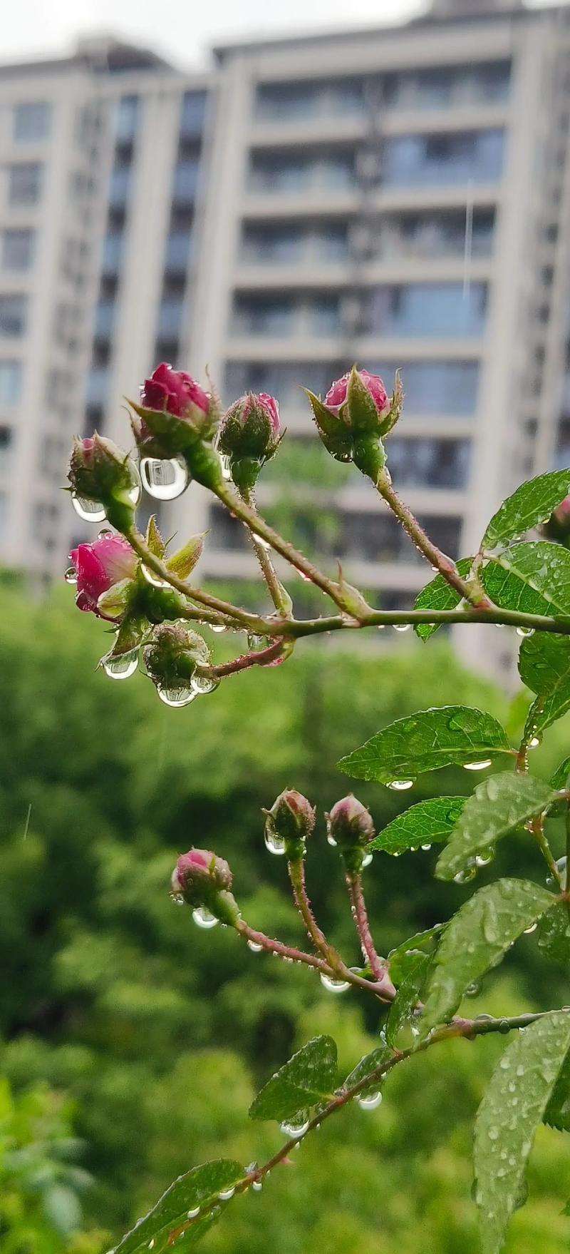 对联飞花令 蔷薇
出句：挤篱一笑登云去（雪浪）
