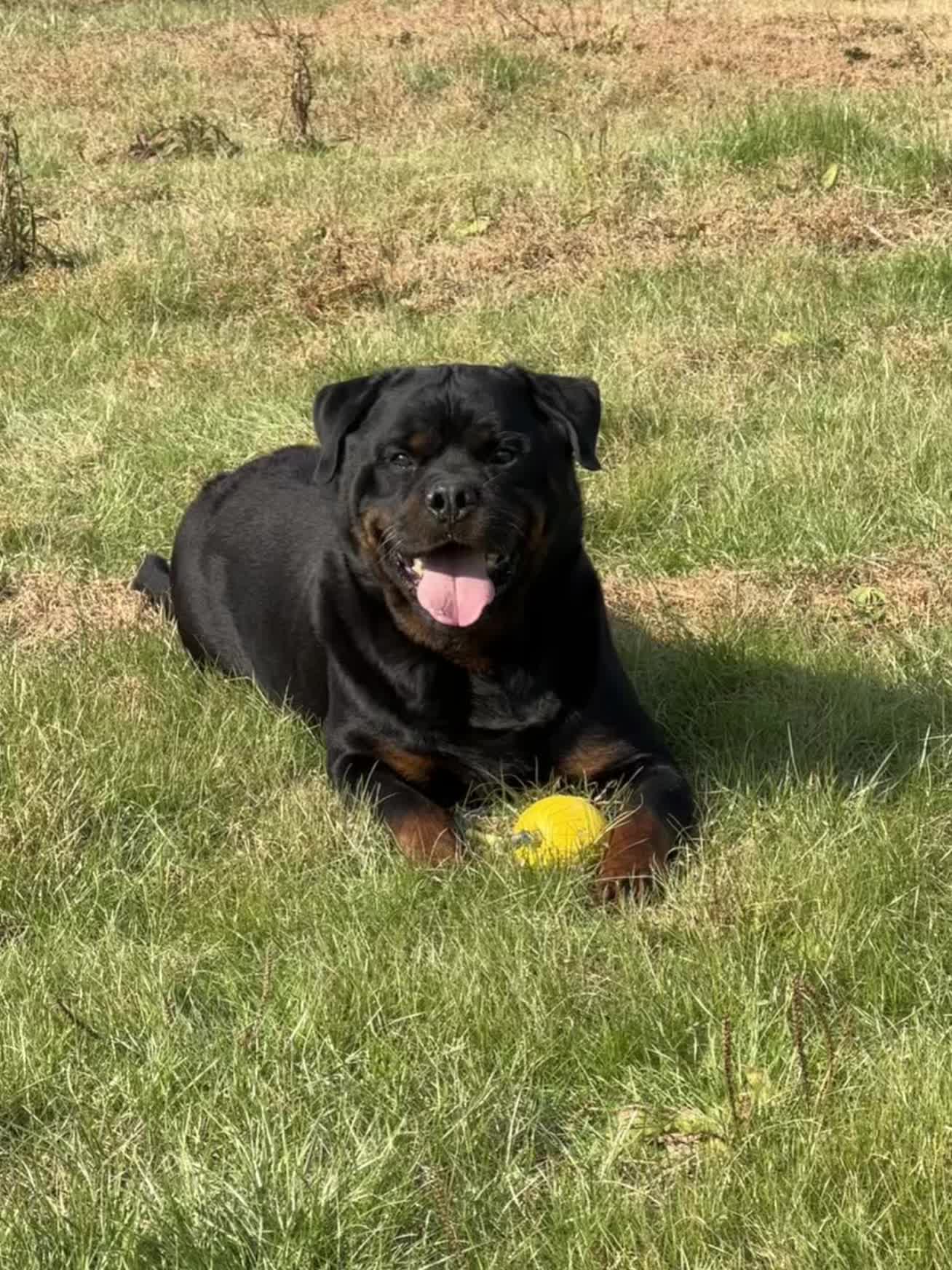 出来玩么 有德国黑皮体育生