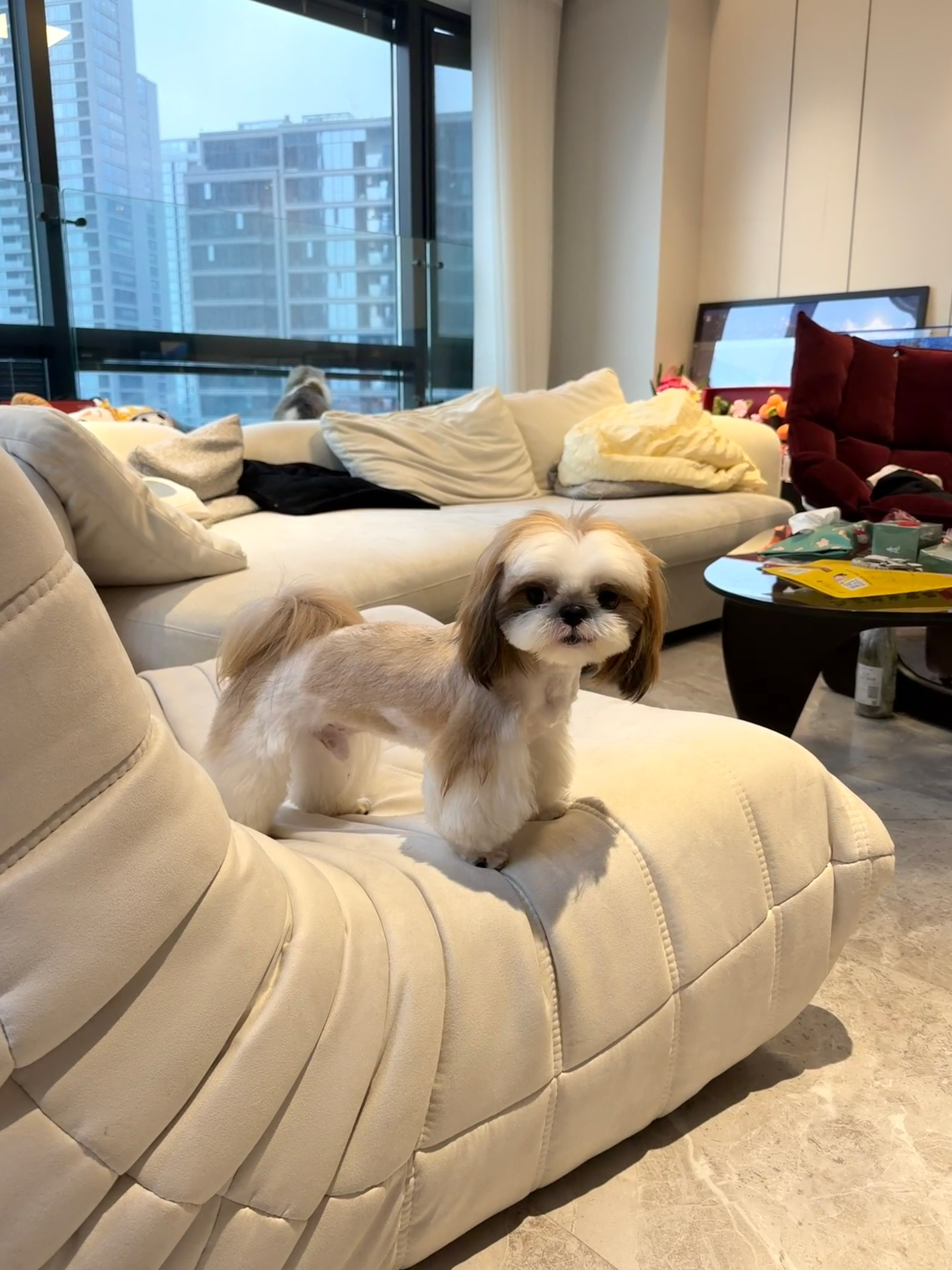 把小宝送去美了个容，怎么还了我一个“闪电”（疯狂动物城里的树懒）？？？过两天还约