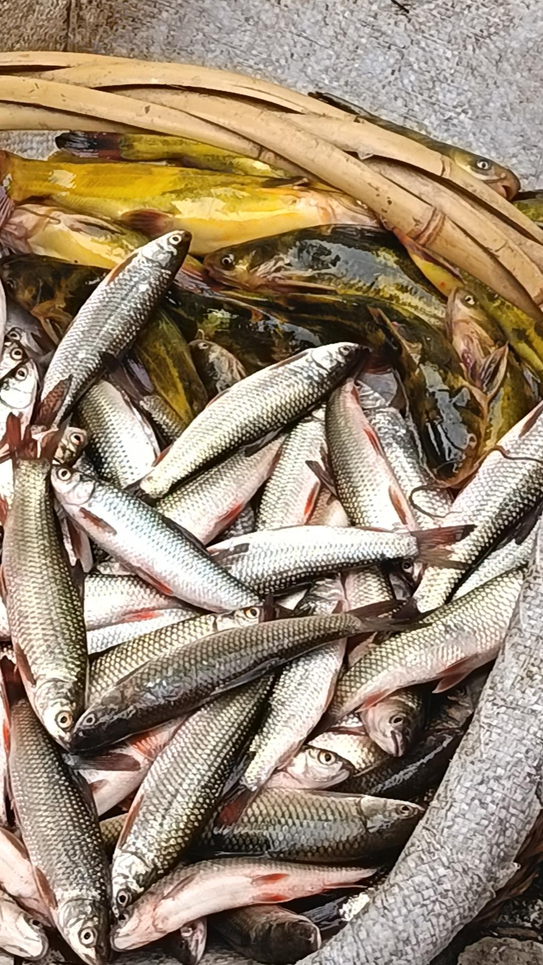 巷口的石板路上，偶遇一位老婆婆挑着竹篮叫卖鲜鱼。竹篮的藤条磨得光滑，凑近一瞧，篮