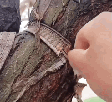 有人偶尔遇见了一颗不知道被绳子勒紧了多少年的大树，然后把绳子给解开了，这也算是一