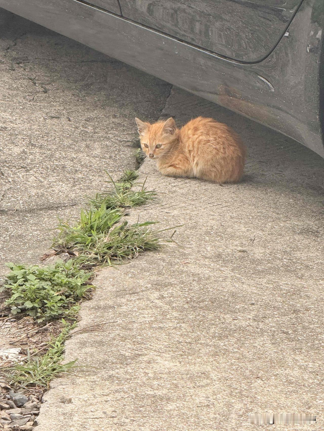 今天下楼取快递，刚走到车边，突然瞥见底盘下团着一小团橘色。凑近一看，原来是只小橘