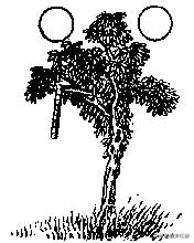 与其说“玉带林中挂”的“玉带林”，是把林黛玉这个名字颠倒了过来，不如说，林黛玉这