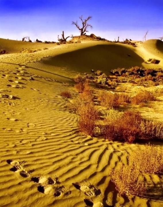 为什么现在要大规模的治理塔克拉玛干大沙漠，一个33万平方公里区域。因为以色列可以