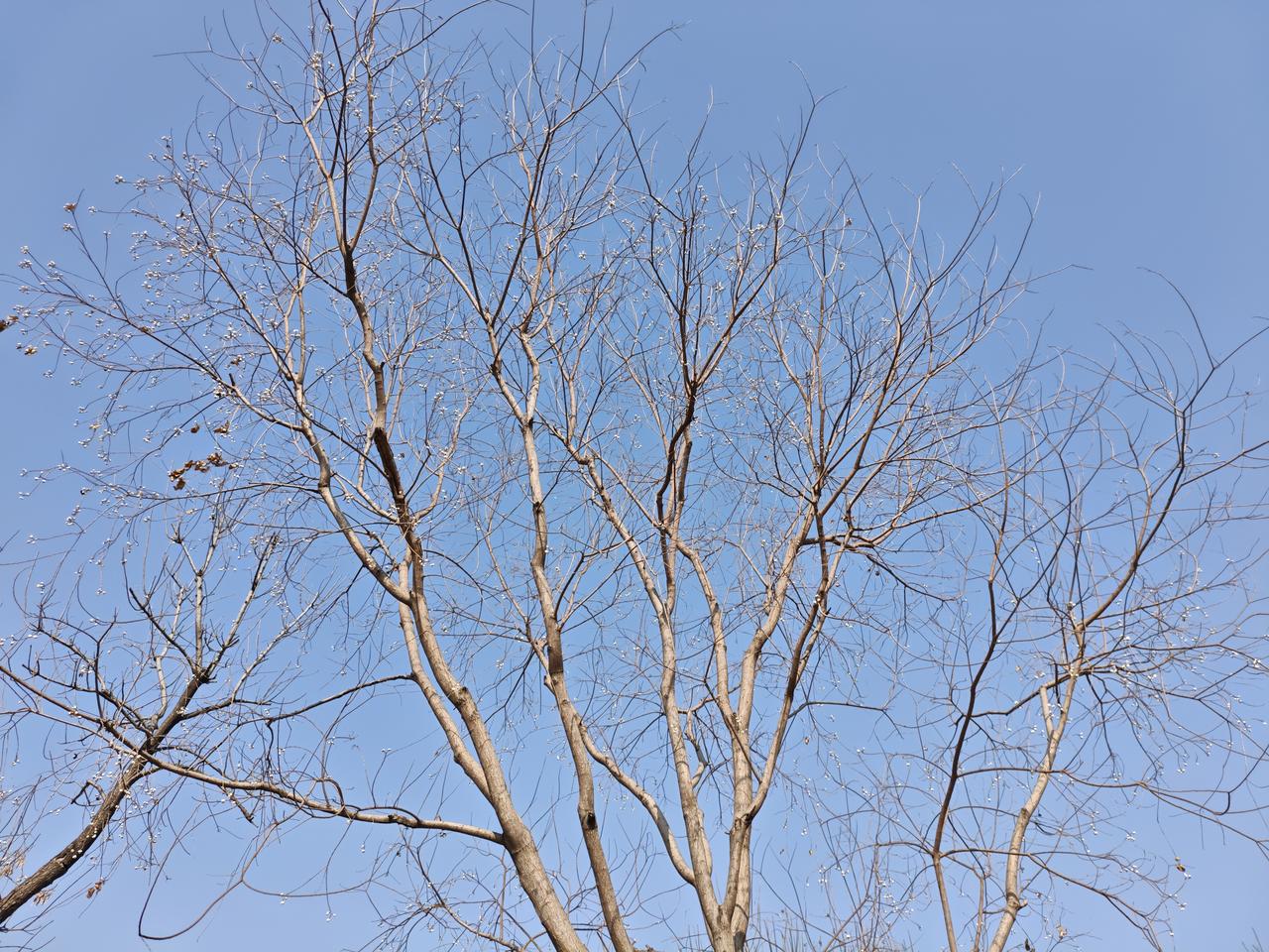 今天抬头撞见这片蓝天，树枝看着光秃秃的，仔细瞧才发现，枝桠间藏着星星点点的白果。