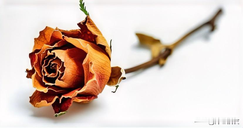 感谢老艺术家的直播，让群众真正看到了，艺术家的一顿饭胜过普通人的年夜饭。

直播