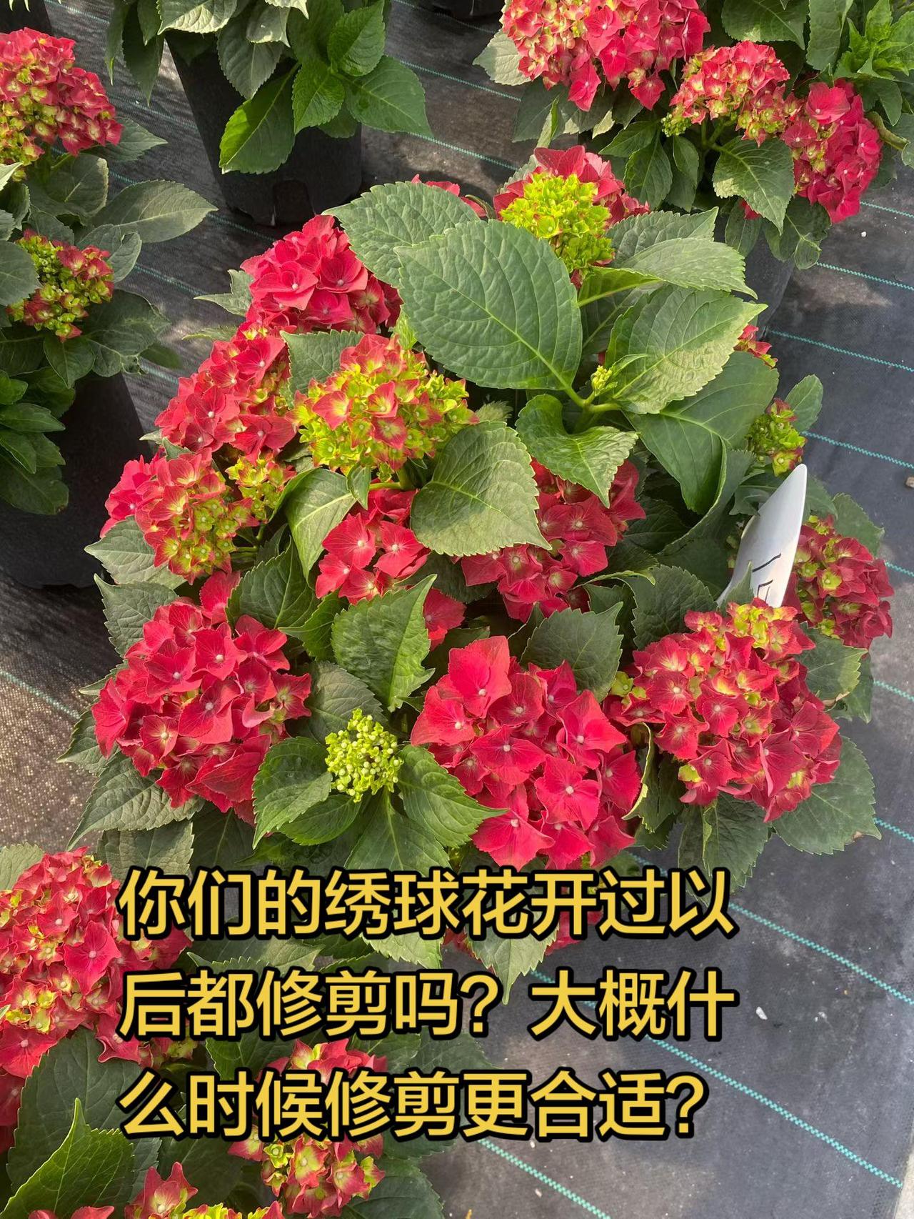 你们的绣球花开过以后都修剪吗？真实生活分享计划上热门盆栽绣球花 绣球养护 绣球花