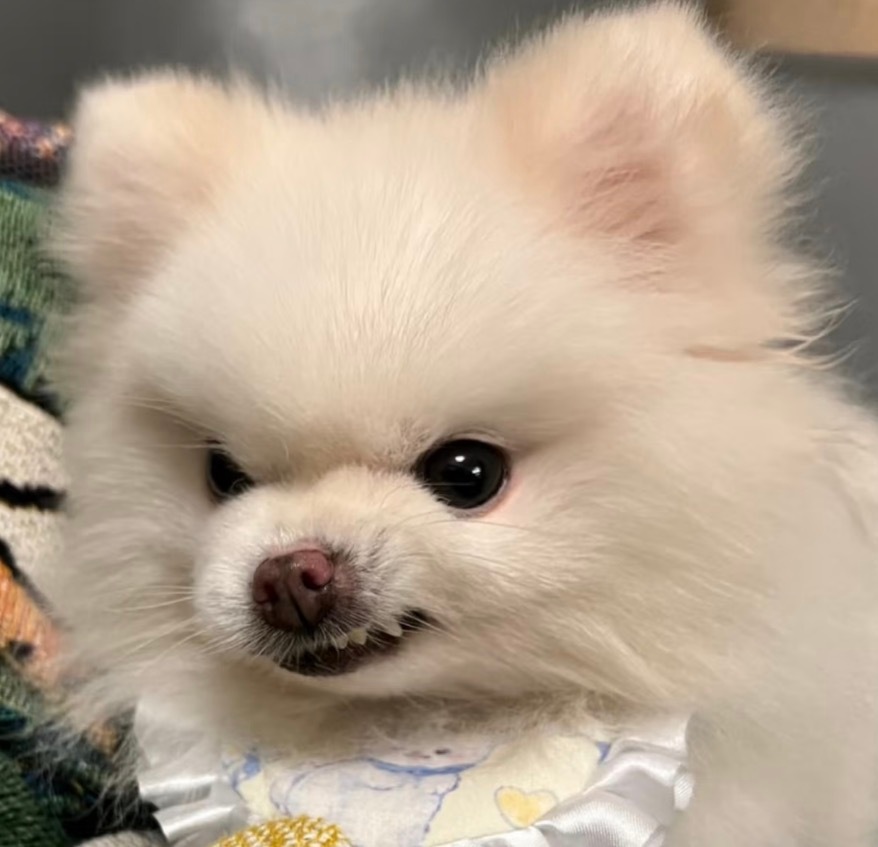你以为你很凶？ 