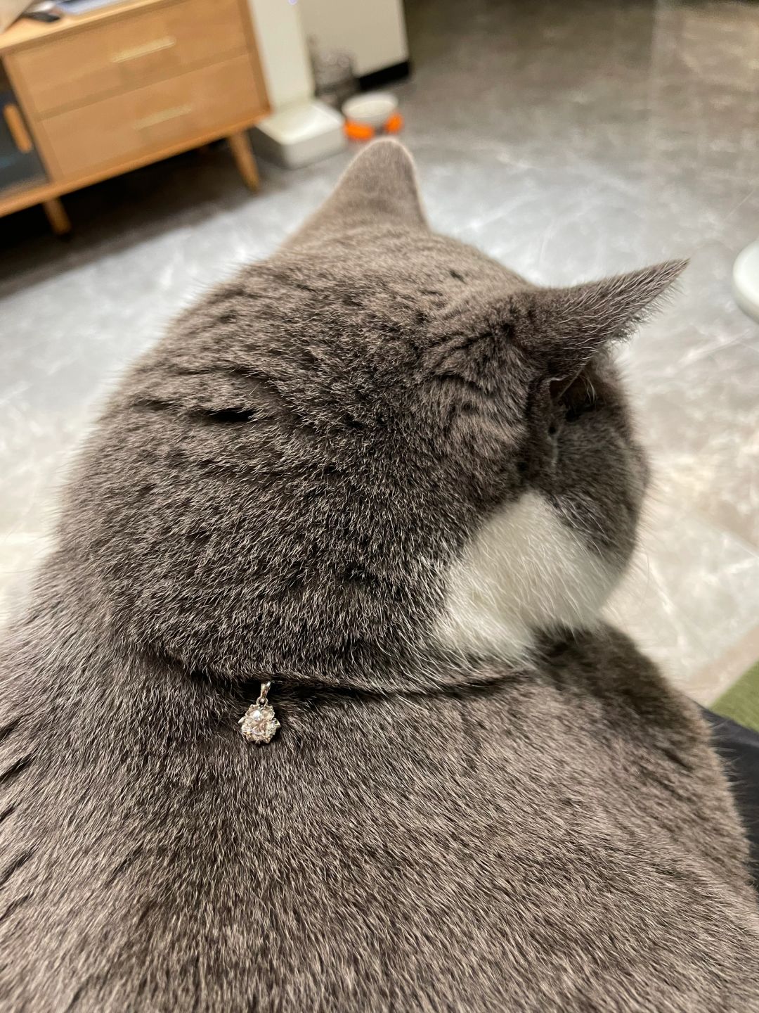 没想到有一天也能收到小猫送我的珠宝