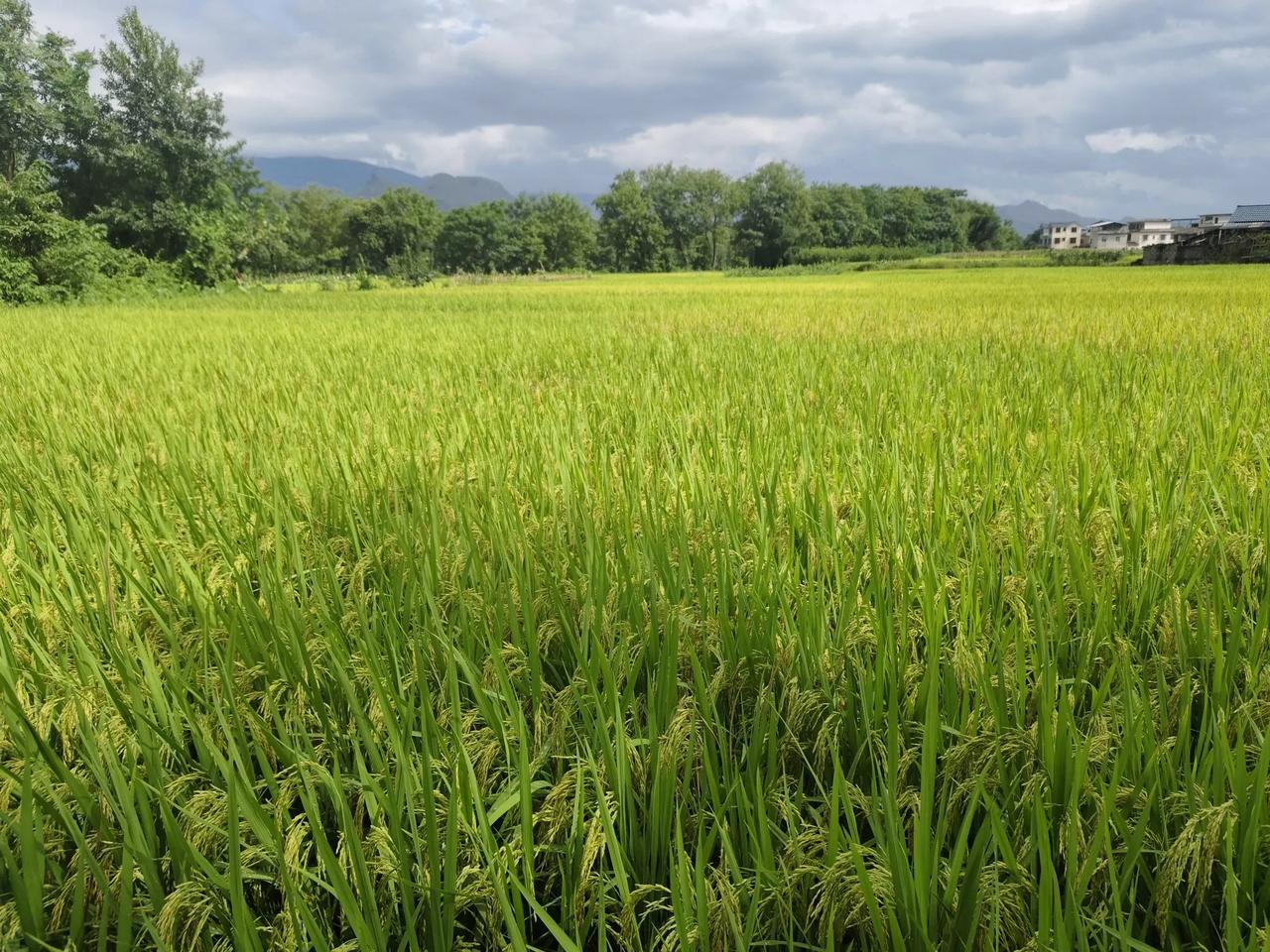 为什么我的眼里常含泪水？因为我对这土地爱得深沉。